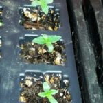 Read more about the article Sprouts ~ Seed Starts (2-6″ Tall)