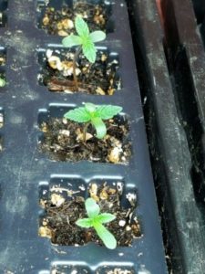 Read more about the article Sprouts ~ Seed Starts (2-6″ Tall)