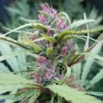 Read more about the article Premium CBD Flower – Buddha Berry