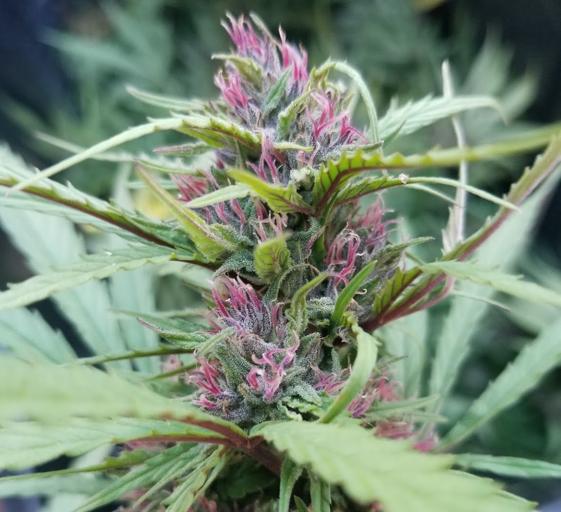 You are currently viewing Premium CBD Flower – Buddha Berry