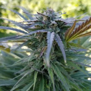 Read more about the article Premium CBD Flower – Kalypso