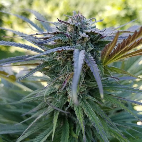 You are currently viewing Premium CBD Flower – Kalypso