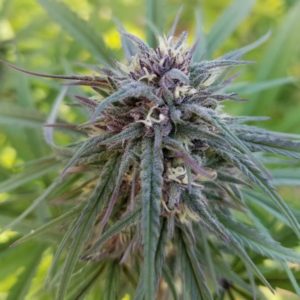 Read more about the article Premium CBD Flower – Remedy