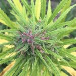 Read more about the article Premium CBD Flower – Cherry Wine