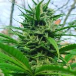 Read more about the article Premium CBD Flower