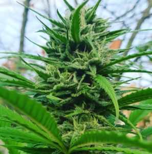 Read more about the article Premium CBD Flower