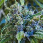 Read more about the article Wife – High CBD Flower