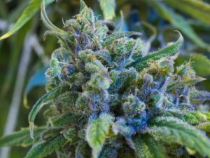 Read more about the article Wife – High CBD Flower