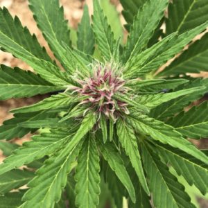 Read more about the article High CBD Flower – Autorella