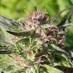 Read more about the article Premium CBD Flower – Mambo